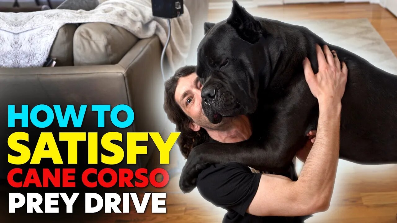 How To Make Flirt Pole For Cane Corso Prey Drive For Perfect Obedience