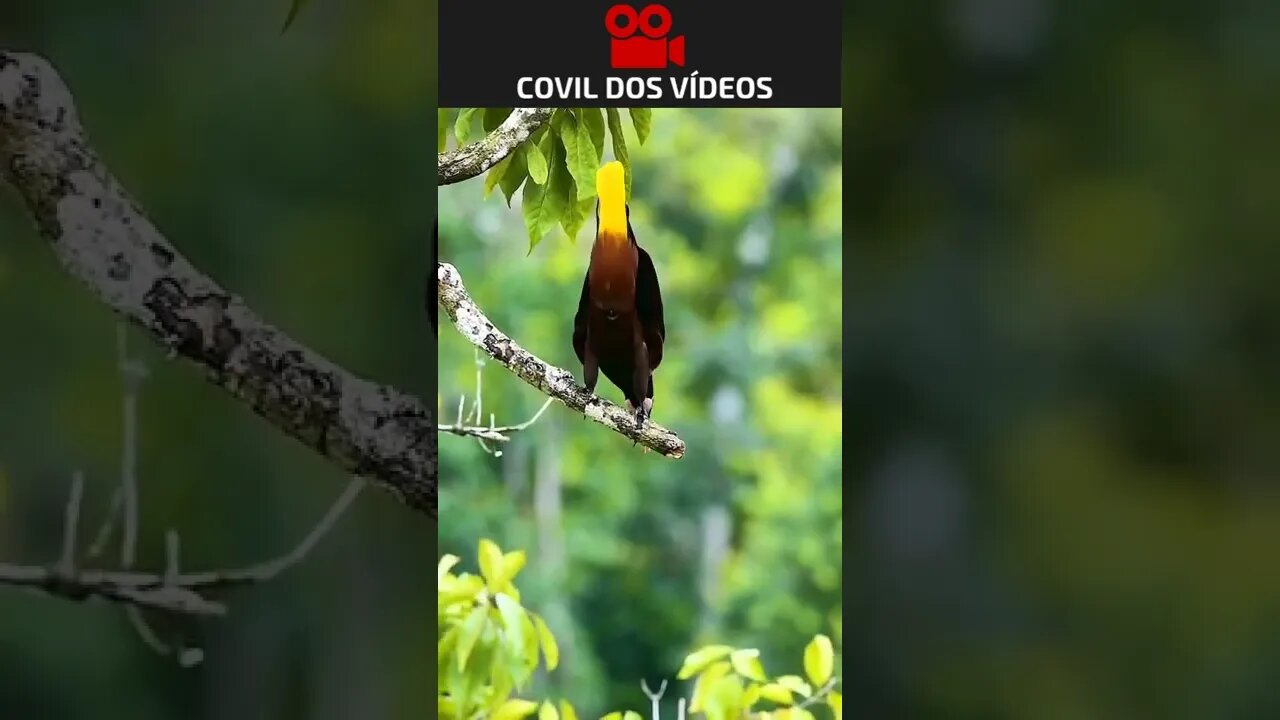 pensei que ele fosse cair