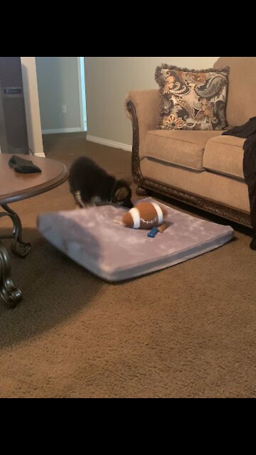 Playful puppy’s “nothing to see here” face is priceless