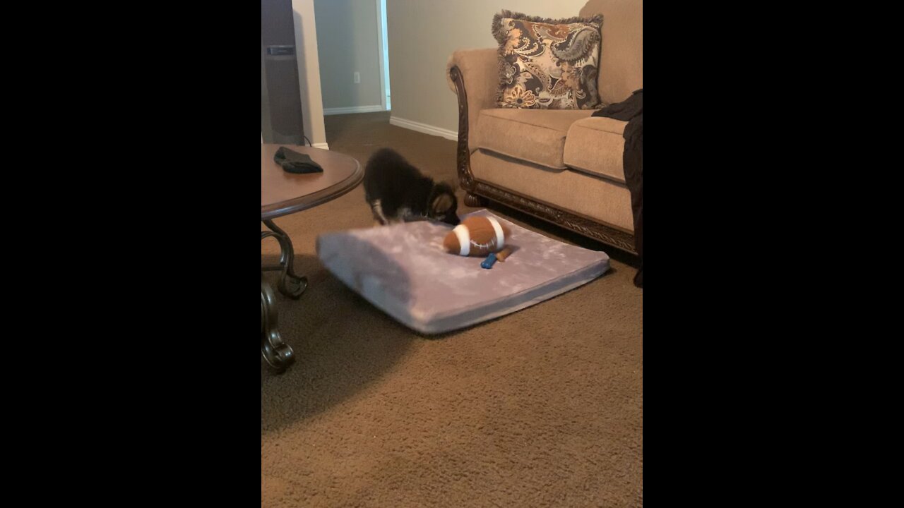 Playful puppy’s “nothing to see here” face is priceless