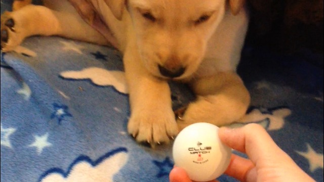 Adorable Labrador Puppy Fails at Fetch