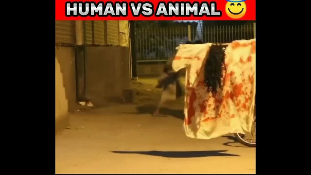 human vs animal