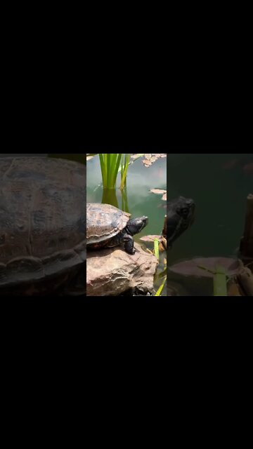 Becoming friends with a Turtle