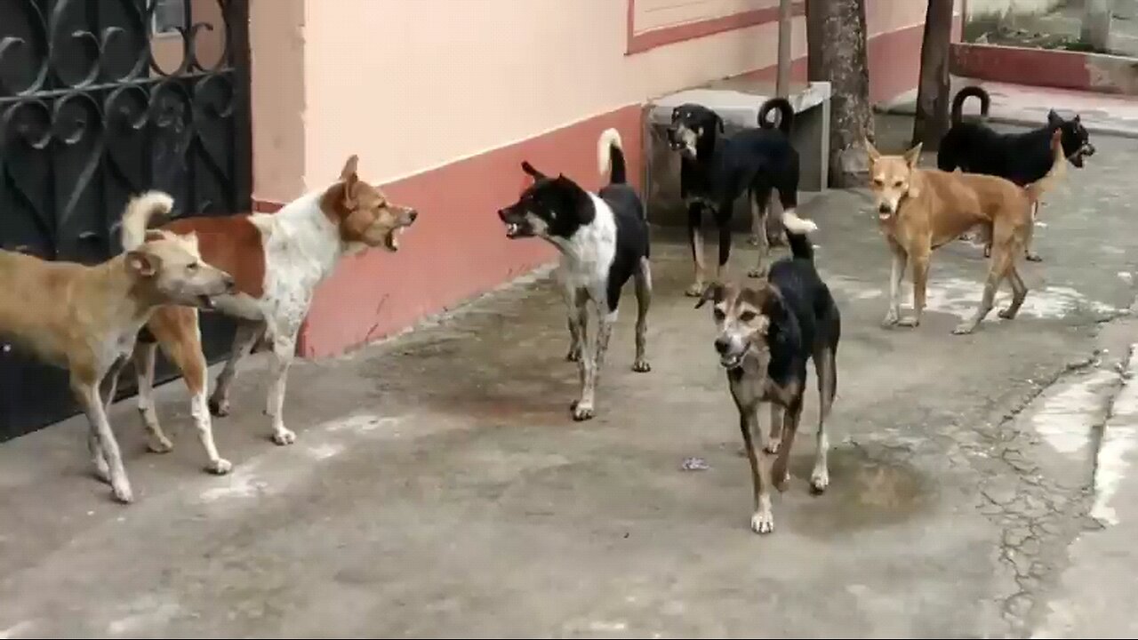 Dog Fight Vedio and sound.... 🤣