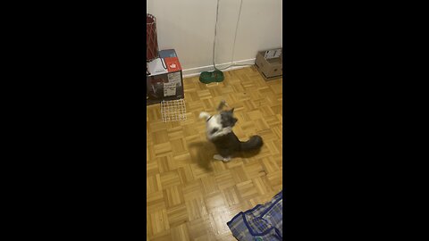 Every cat will play if you do it right