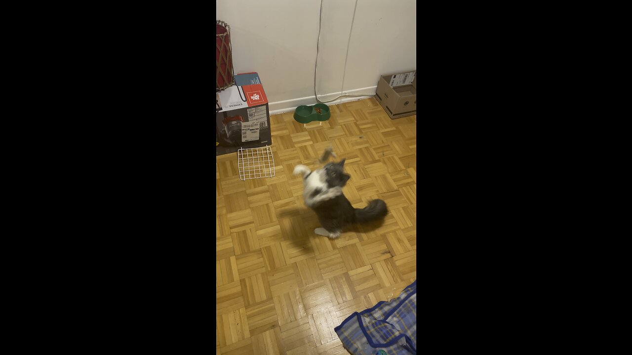 Every cat will play if you do it right