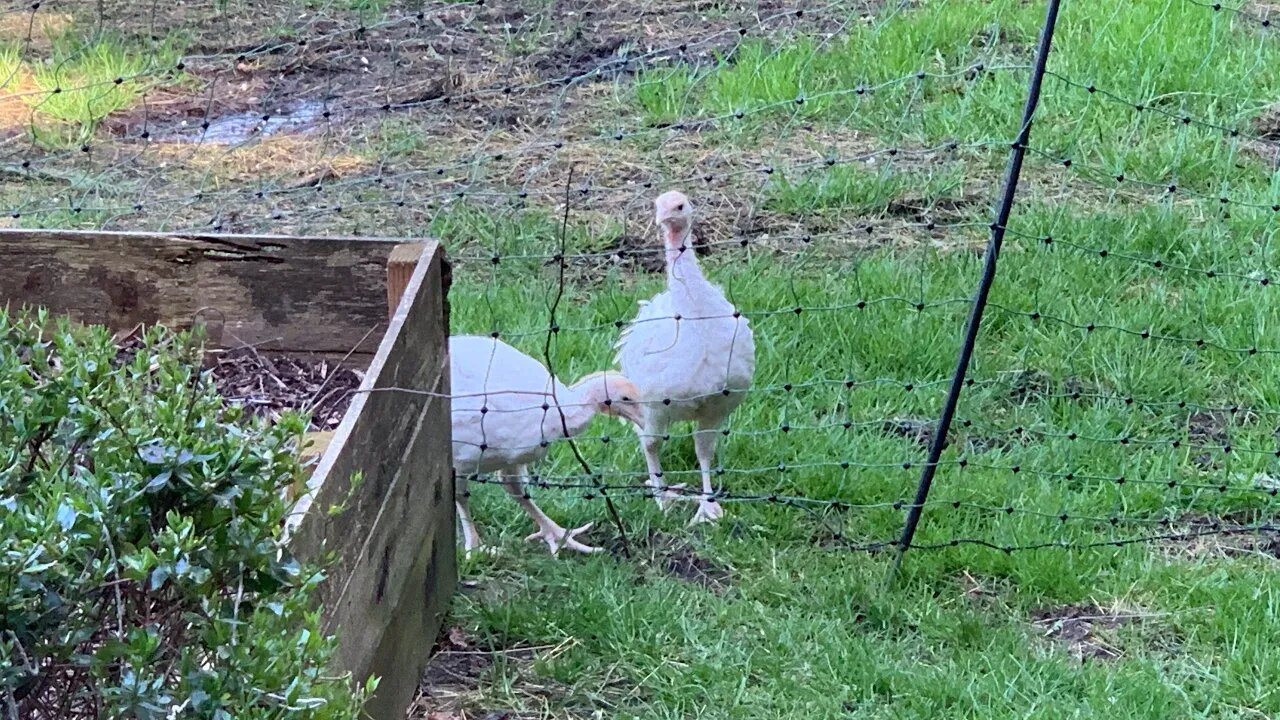 Giving the animals some freedom