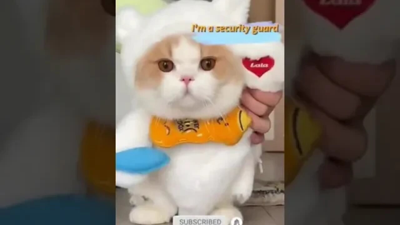 cute cat videos 😹 funny videos 😂 1001 😻 #shorts #shortsfunny #cutecat #catvideos #catscare #cat