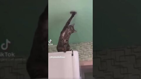 Funny Cat 😂 #shorts