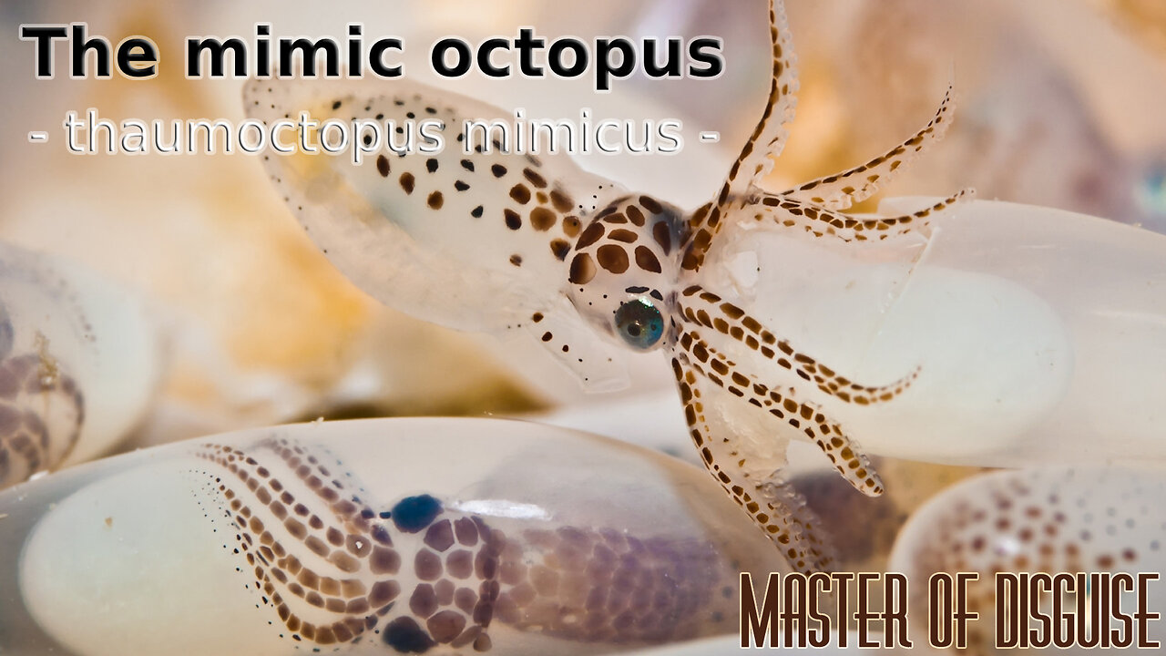 Indonesian Mimic Octopus