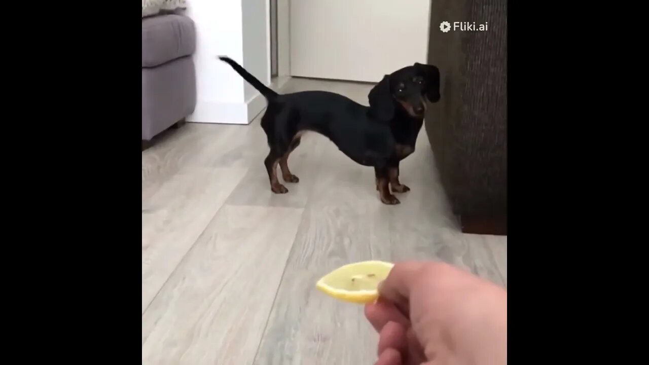 "Hilarious Dog vs. Lemon Showdown!" #trending #viralreels #youtubeshorts #animals #animallover #dog