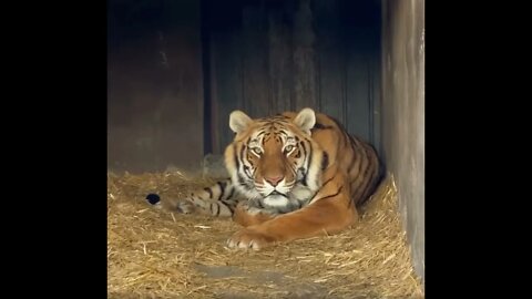 Staring contest with Tiger - Daily Dose of Nature