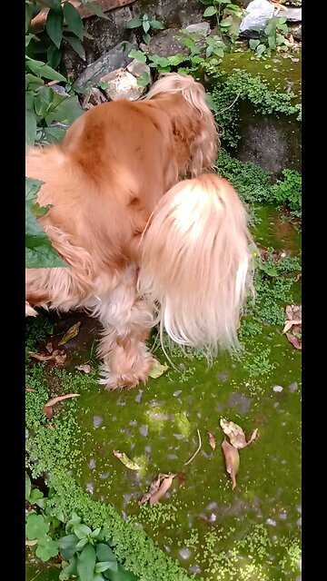 dogshow, dog, cute, animals, pet