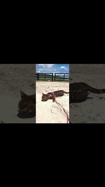 #shorts #2022 funny,prank,funjokes,dad jokes,funny memes,funny video,fun,laughing,funny animal,knock