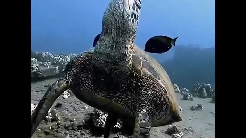 Sleeping Turtle