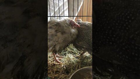 Very sick guinea fowl keet. The red eyed silver