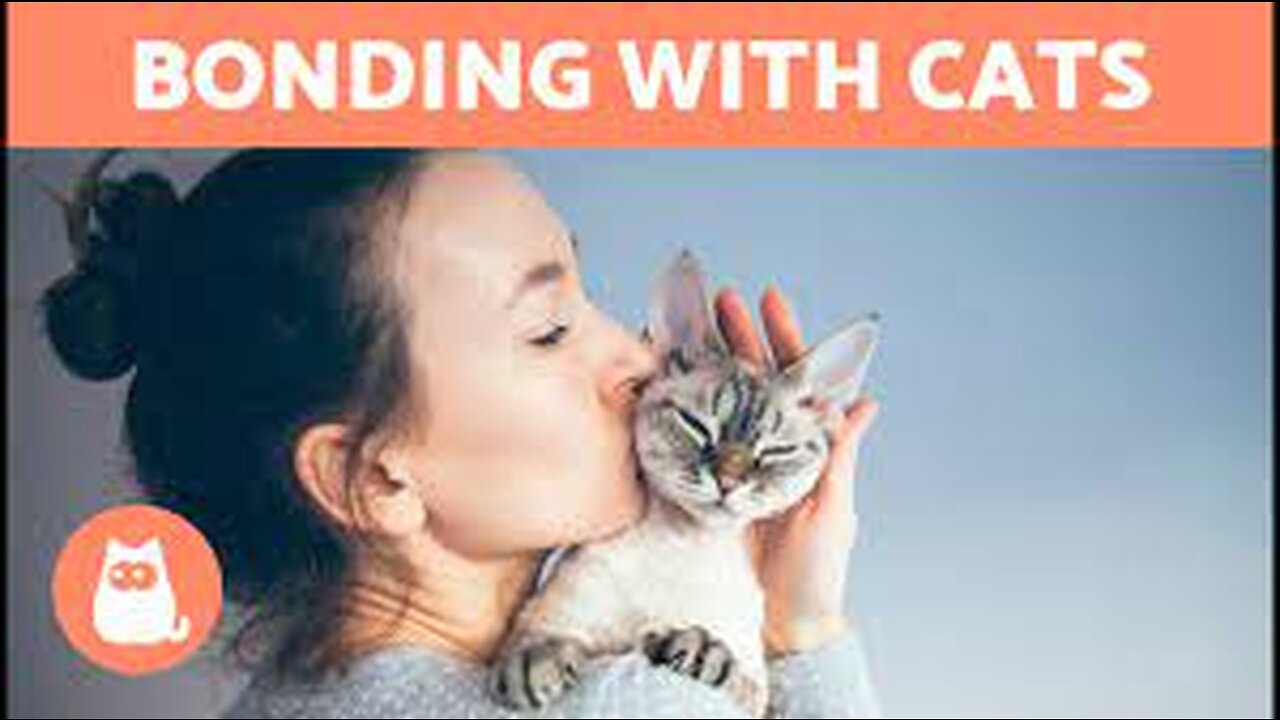 How to REBUILD a CAT correctly 🐱✅ (Feline Education