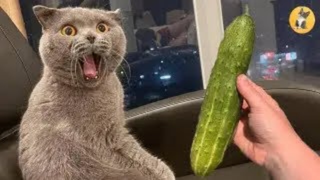 Best Funny Dogs And Cats Videos 😅 - Funniest Animals Videos 2023😇