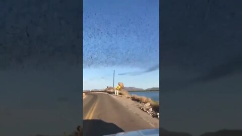 Huge number of bats coming out of a cave.