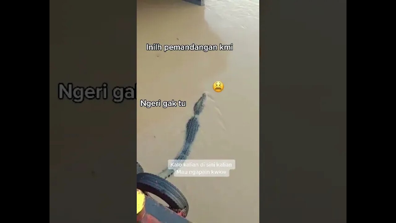 Buaya besar dan panjang berkeliaran dekat perahu