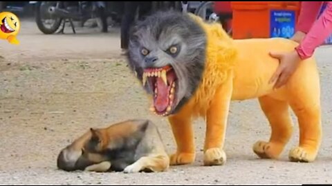 Animal funny videos | animal funny clip