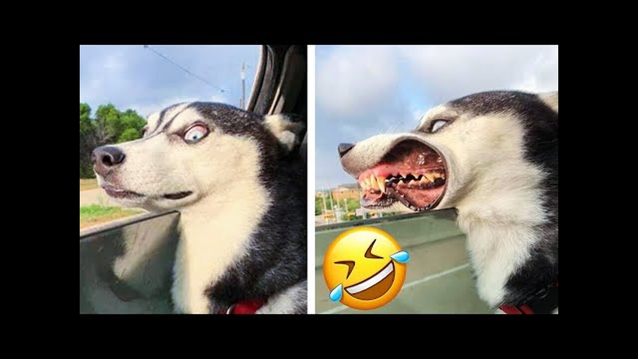 Funny Animals Videos 2023 😂 - Funniest Dogs And Cats Videos 😺😍