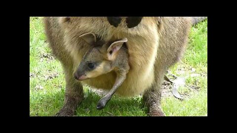 Baby Kangaroo in Pouch