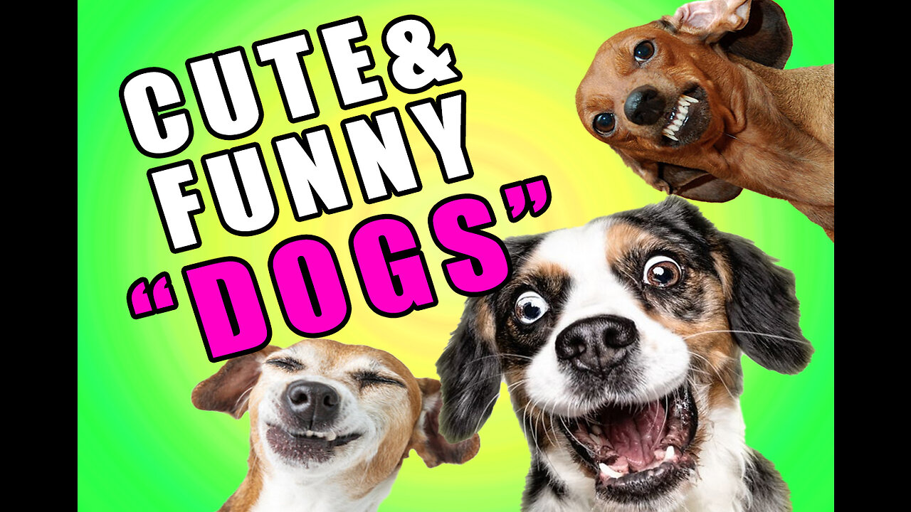 Cute & Funny Dogs around the world! #001