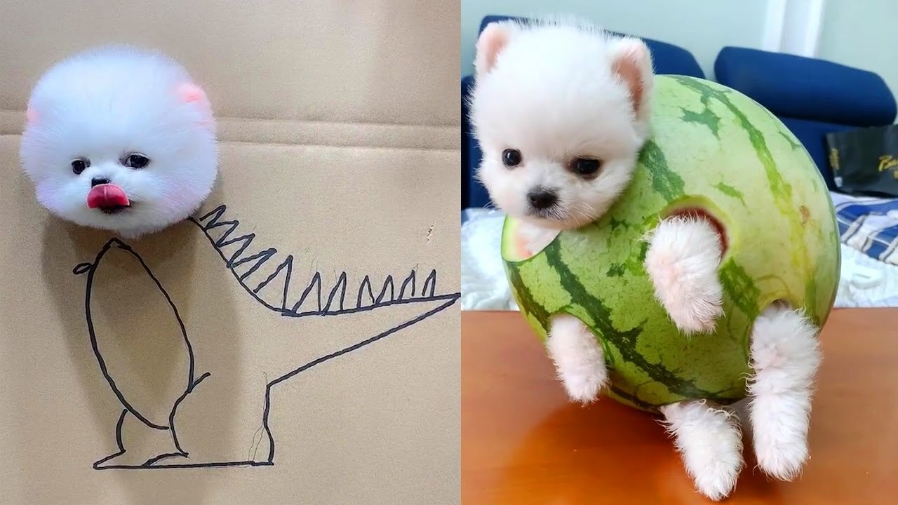Funniest Cats And Dogs Videos - Best Funny Animal Videos