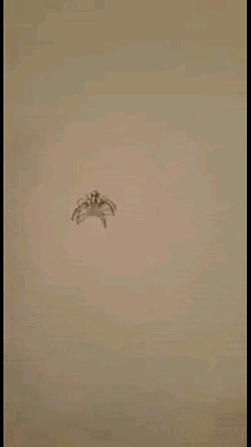 NEVER TRUST A DEMOCRATIC SPIDER