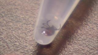 Requests for tick testing overwhelms local group