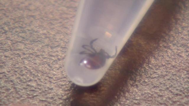 Requests for tick testing overwhelms local group