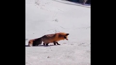 Foxy Does A Danger Dive