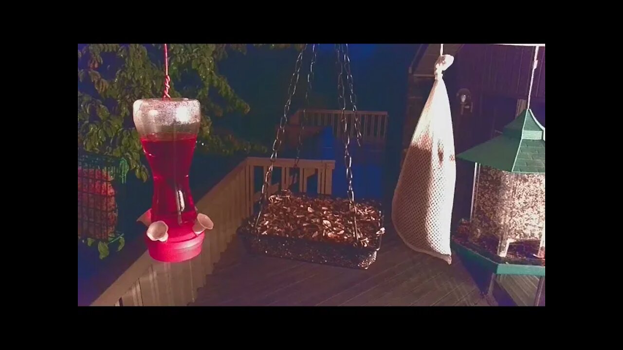 Live Bird Feeder in Asheville NC. In the mountains. Aug. 16 2021