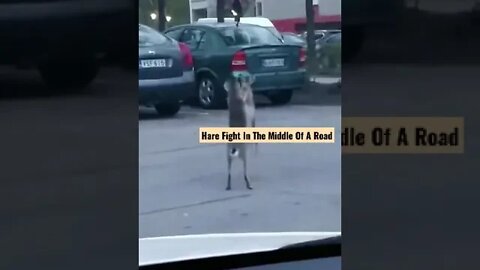 Hare Fight In The Middle Of A Road