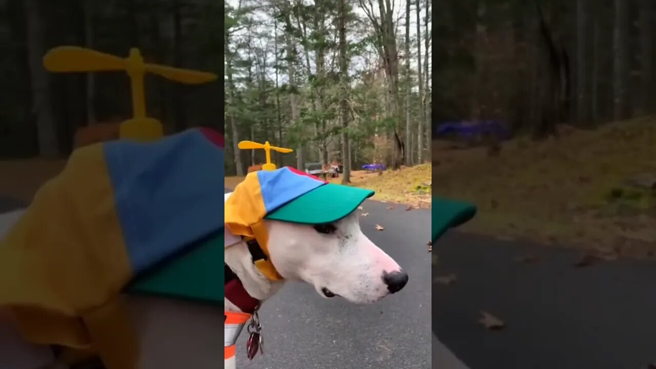 #funnyvideos Try not to laugh🤣 Funny animals😹‖ #shorts #funnyvideos #shorts