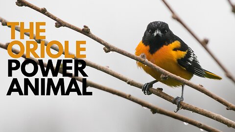Oriole Power Animal