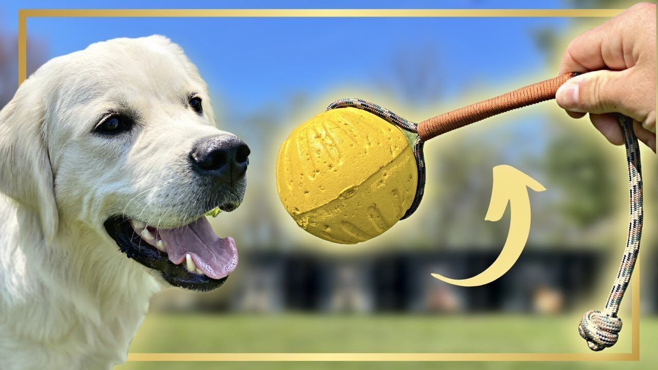 HOW TO TEACH FETCH LIKE A PRO! FIRST SESSION!