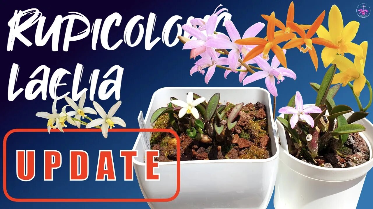 Rupicolous Laelia Update | Summer Bloomers | Summer Care Tips #rescues #newgrowth #roots #blooms