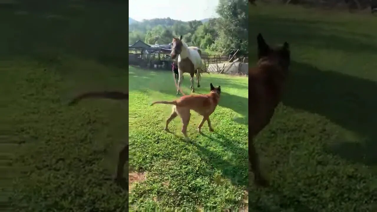 pup enthusiastically leads horse by pulling on leash youtubetomp34 com #Shorts