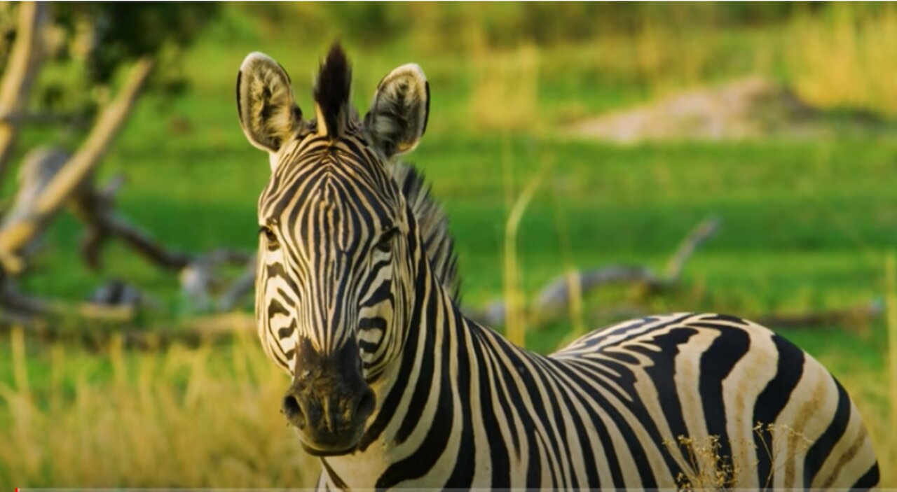 Zebra Notices the Photographer