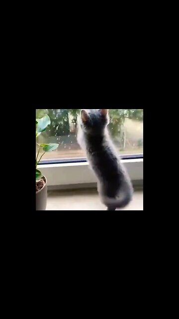 Living his dream life.. 😊 #shorts #shortsfeed #clips #shortvideo