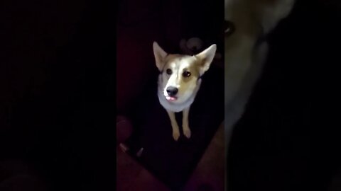 Keena catches a treat.