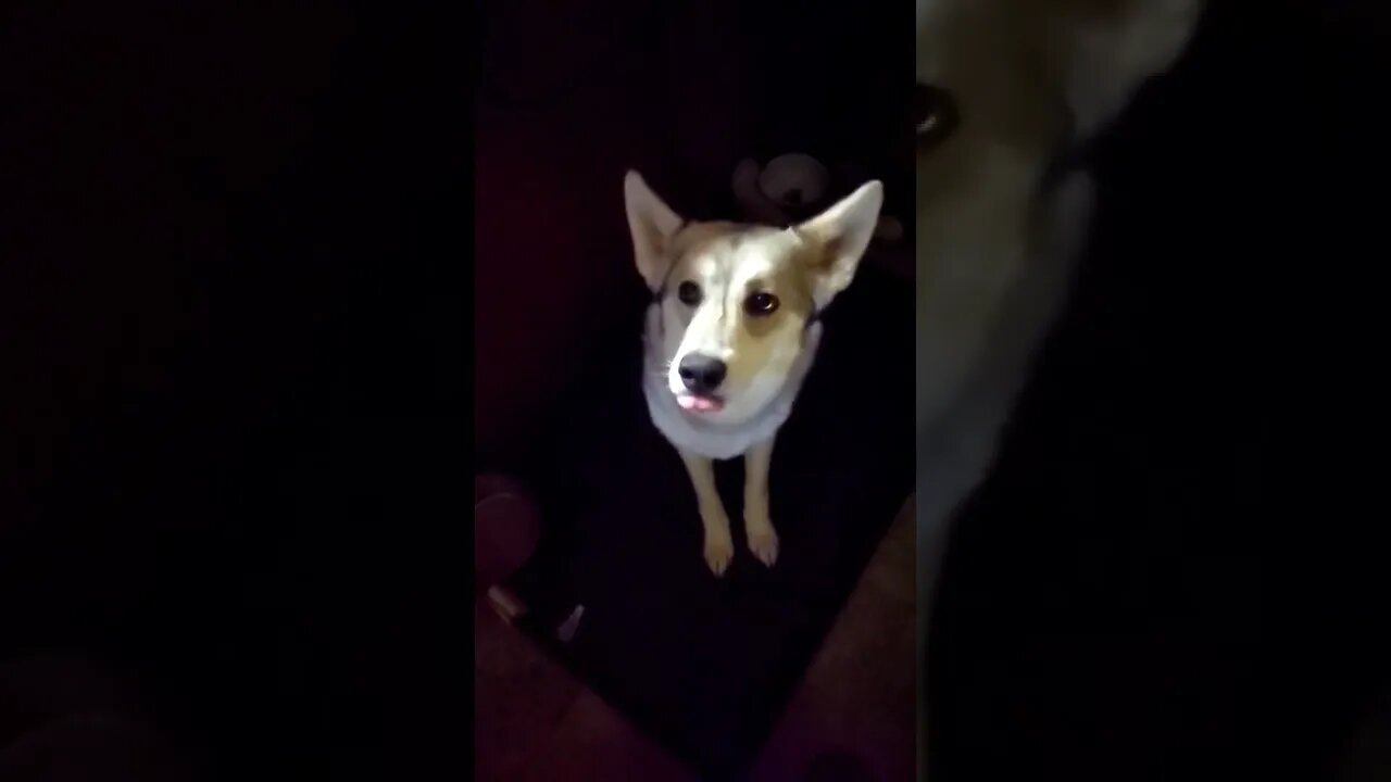 Keena catches a treat.