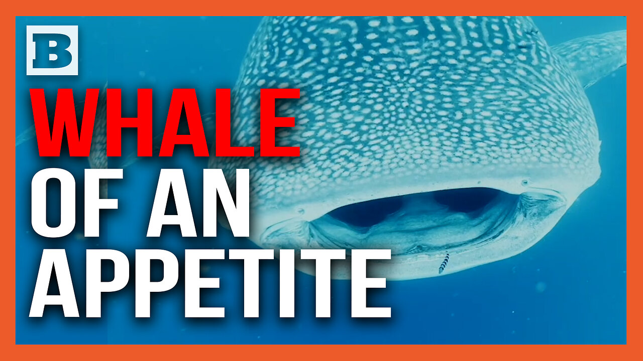 WHALE OF AN APPETITE! Giant Whale Shark CHOWS Down