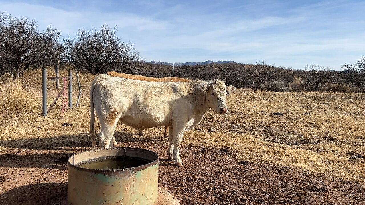 Charolais Bull