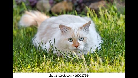 Cathttps://rumble.com/account/