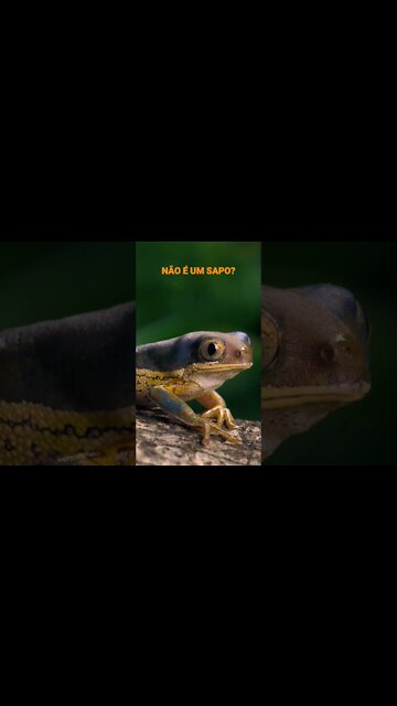 NO REINO DOS ANIMAIS.