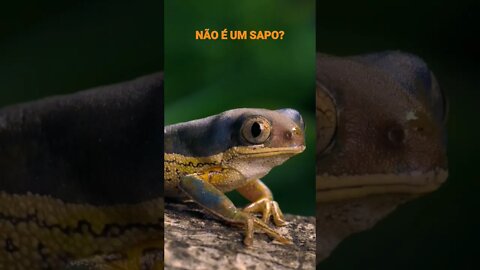 NO REINO DOS ANIMAIS.