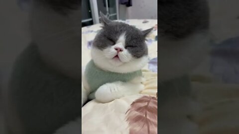 funny cat videos | cute cat videos| cute animals funny cats #shorts #shortsfunny #cutecat #funnycat